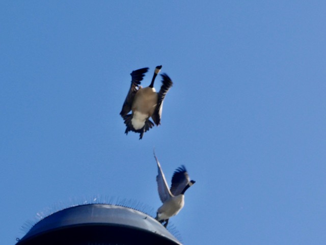 DK-birds2