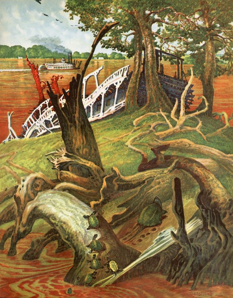 MinnOfMississippiSnappersHollingCHollingForNORI