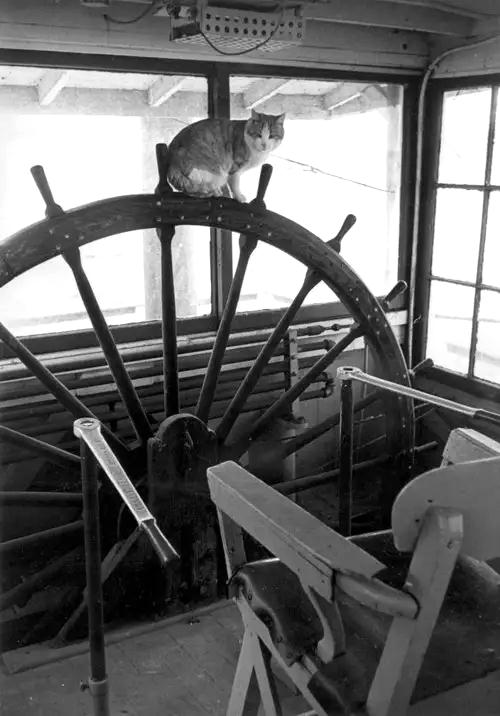 PilotHouseCatOnPilotWheelLooksLikeLoneStarBRIGHT