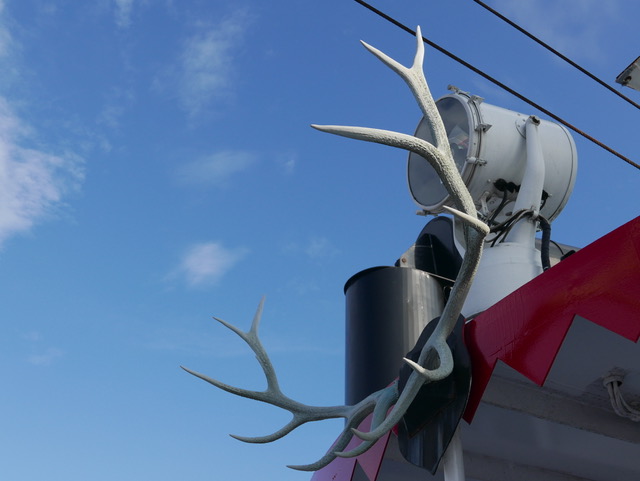 bb-antlers